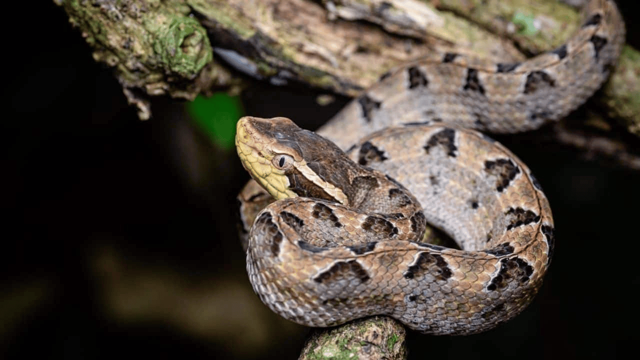 泰国女子在ATM机取钱<strong></p>
<p>数字货币分析</strong>,取款口突然窜出一条蛇