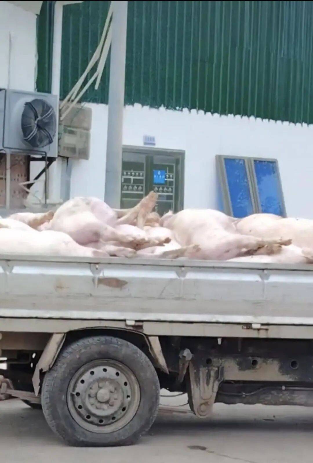 广东一肉联公司门口堆满死猪，官方：7人被控制