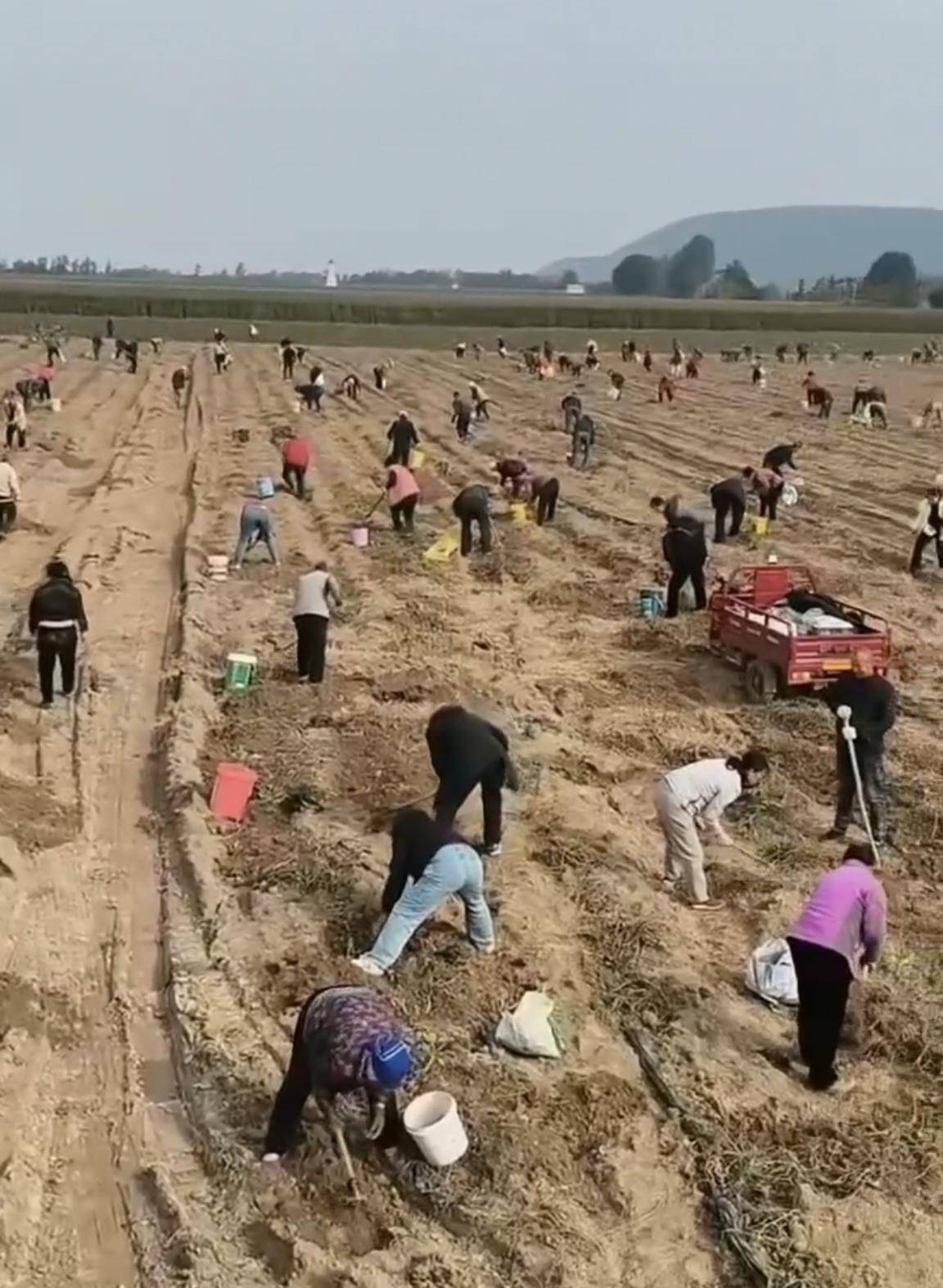 数百人冲进地里捡红薯<strong></p>
<p>数字货币监管</strong>，田主称是秋收剩下的，网友：免费翻地，利人利己