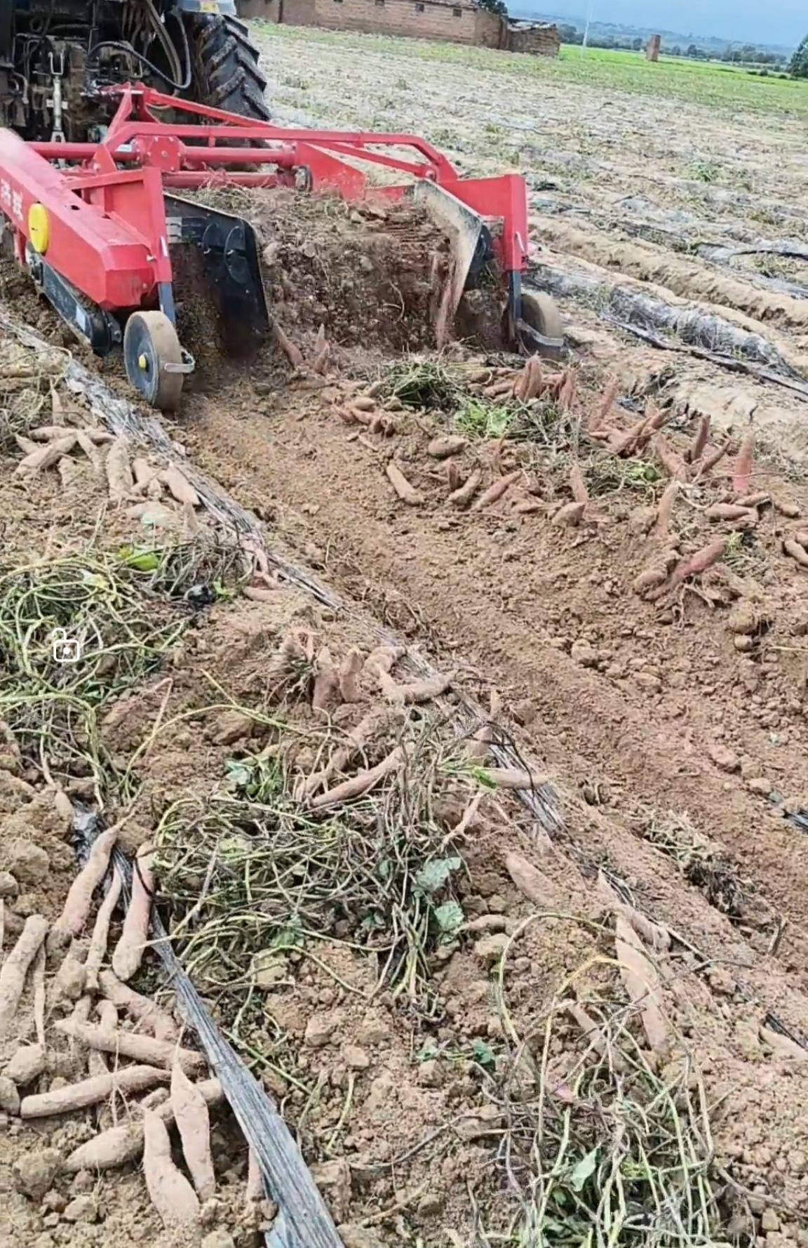 数百人冲进地里捡红薯<strong></p>
<p>数字货币监管</strong>，田主称是秋收剩下的，网友：免费翻地，利人利己