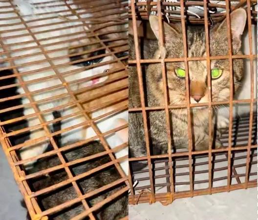 “成都一空置房非法囤猫”？官方通报：共发现被困小猫102只<strong></p>
<p>数字货币监管</strong>，未发现虐猫行为