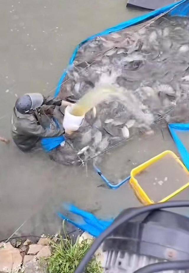 水产市场“麻醉鱼”调查:有商家称麻药有味会换水再卖<strong></p>
<p>货币数字代码</strong>,有无危害尚不明