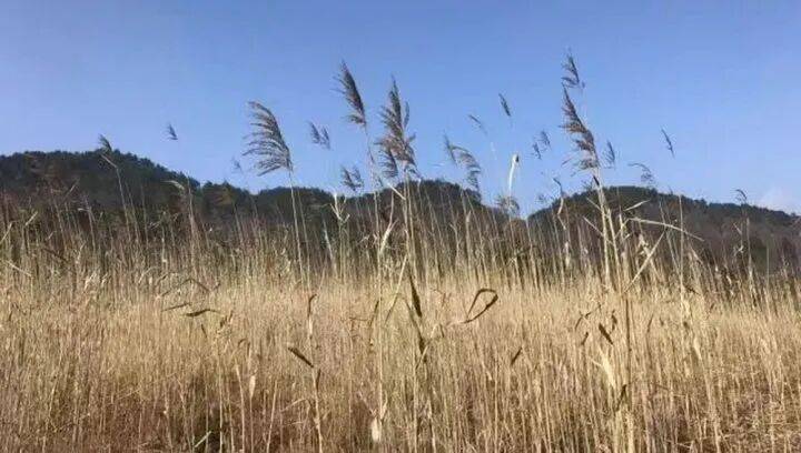 禁止任何形式穿越<strong></p>
<p>货币数字代码</strong>！杭州一地发布最严禁令