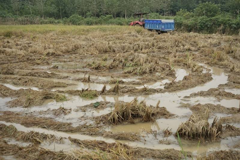 阴雨50天<strong></p>
<p>数字货币银行</strong>,他用3200块救回30万斤玉米