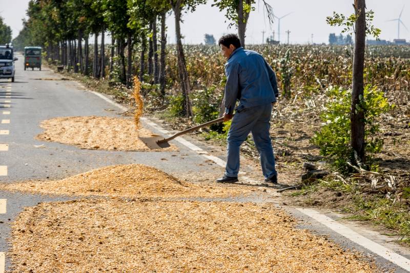 阴雨50天<strong></p>
<p>数字货币银行</strong>,他用3200块救回30万斤玉米