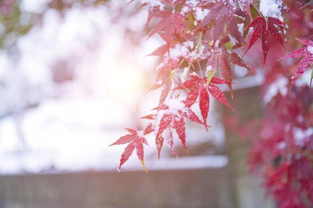 百年难遇“早立冬”来了<strong></p>
<p>数字货币群</strong>!有啥讲究?早看早准备!