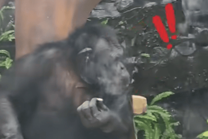 大猩猩抽烟手法娴熟?广西南宁动物园:从小在领养家庭学会抽烟喝酒<strong></p>
<p>关于数字货币</strong>,会派人制止