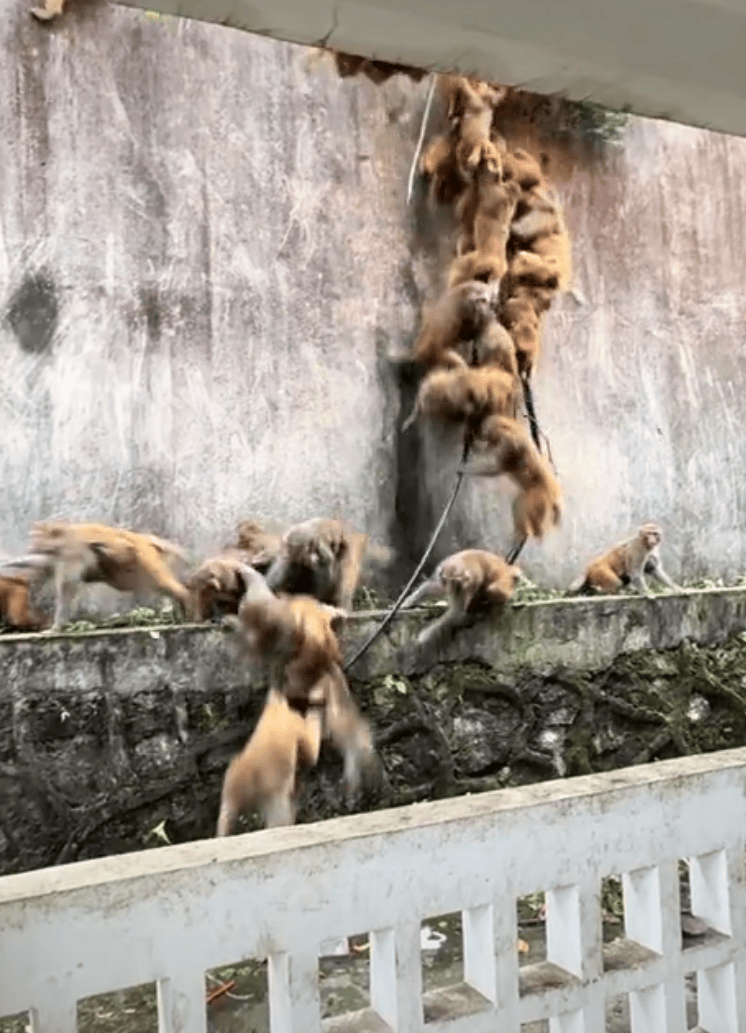 贵阳黔灵山下起“猴子雨”?当地称属猴群正常活动<strong></p>
<p>主流数字货币</strong>,曾发猕猴分流公告:数量远超承载力