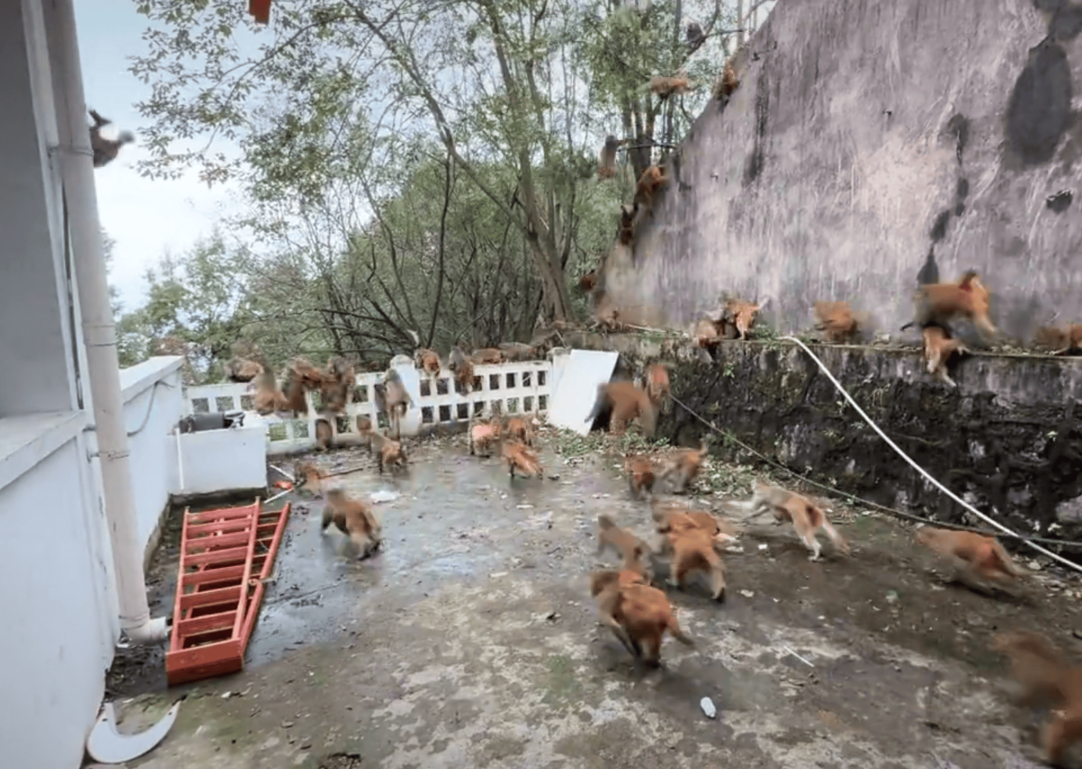 贵阳黔灵山下起“猴子雨”?当地称属猴群正常活动<strong></p>
<p>主流数字货币</strong>,曾发猕猴分流公告:数量远超承载力