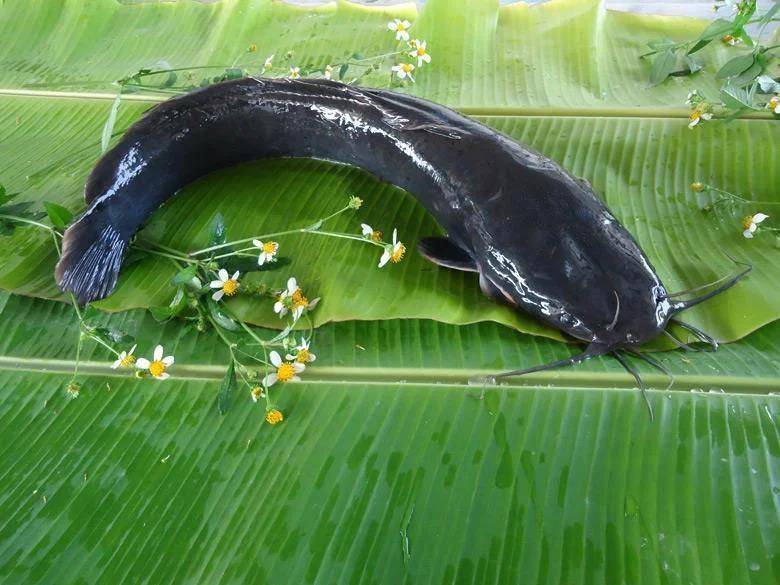 都江堰一水库被放生万斤外来物种埃及塘鲺?官方澄清:已进行阻止和打捞<strong></p>
<p>数字货币技术</strong>,经鉴定是本地八须鲶