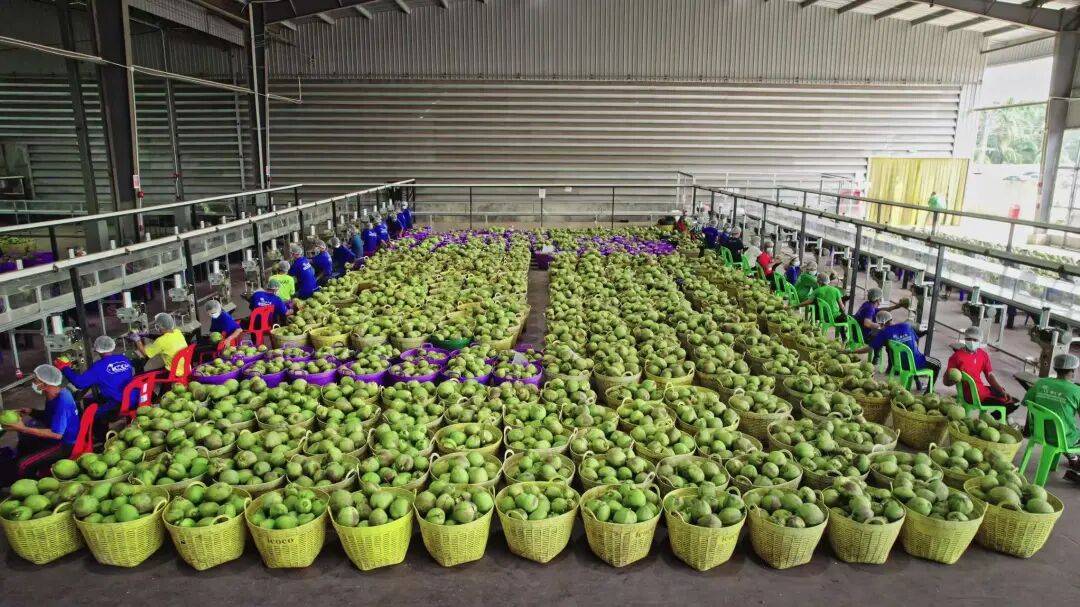 椰子水之外<strong></p>
<p>数字货币怎么交易</strong>，大公司争夺40亿元生椰市场