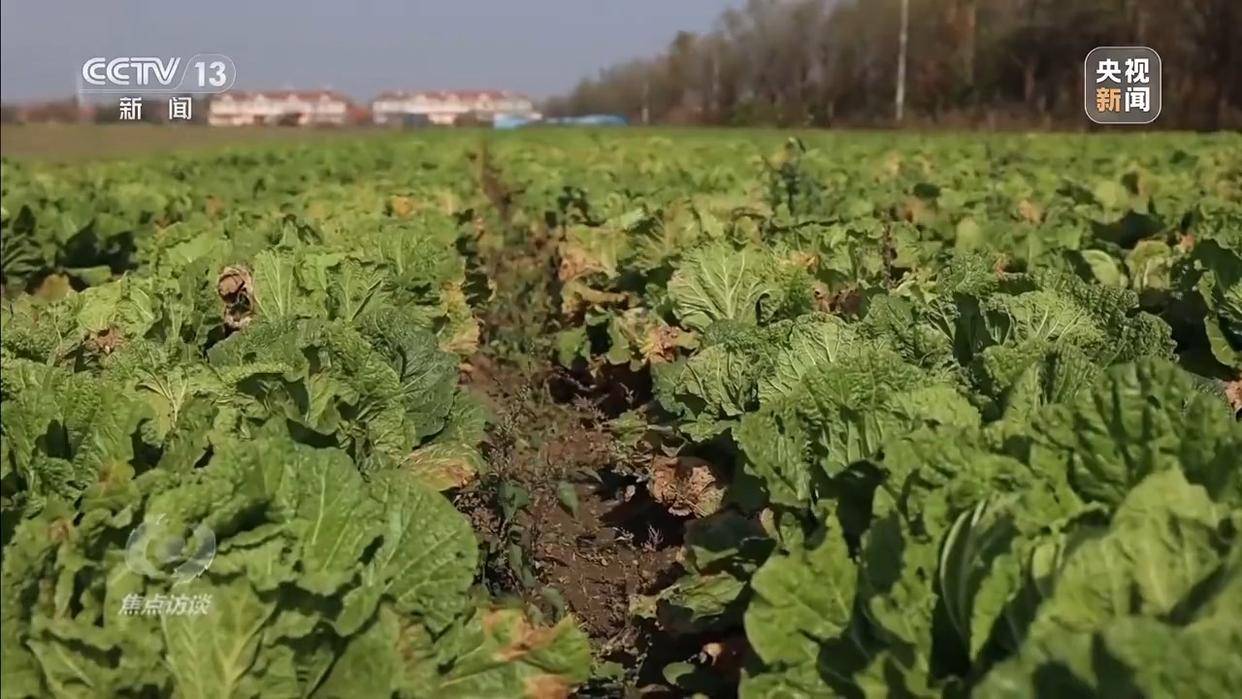 单棵售价超百元<strong></p>
<p>数字货币怎么交易</strong>,起底“套牌白菜”背后的销售套路