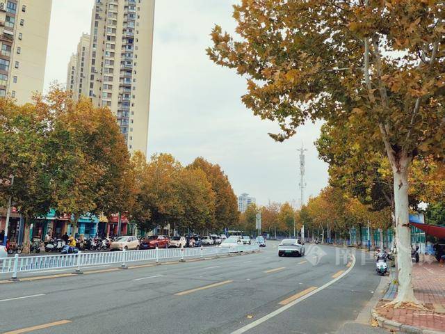 满目金黄<strong></p>
<p>数字货币期货</strong>！柳州法国梧桐迎来最佳观赏期