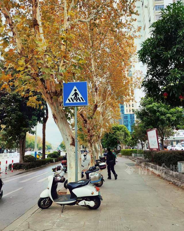 满目金黄<strong></p>
<p>数字货币期货</strong>！柳州法国梧桐迎来最佳观赏期