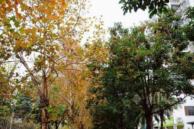 满目金黄<strong></p>
<p>数字货币期货</strong>！柳州法国梧桐迎来最佳观赏期