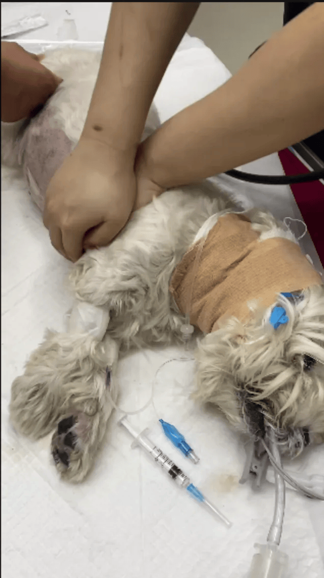 在小区投毒致9条狗死亡<strong></p>
<p>数字货币期权</strong>，男子获刑4年！