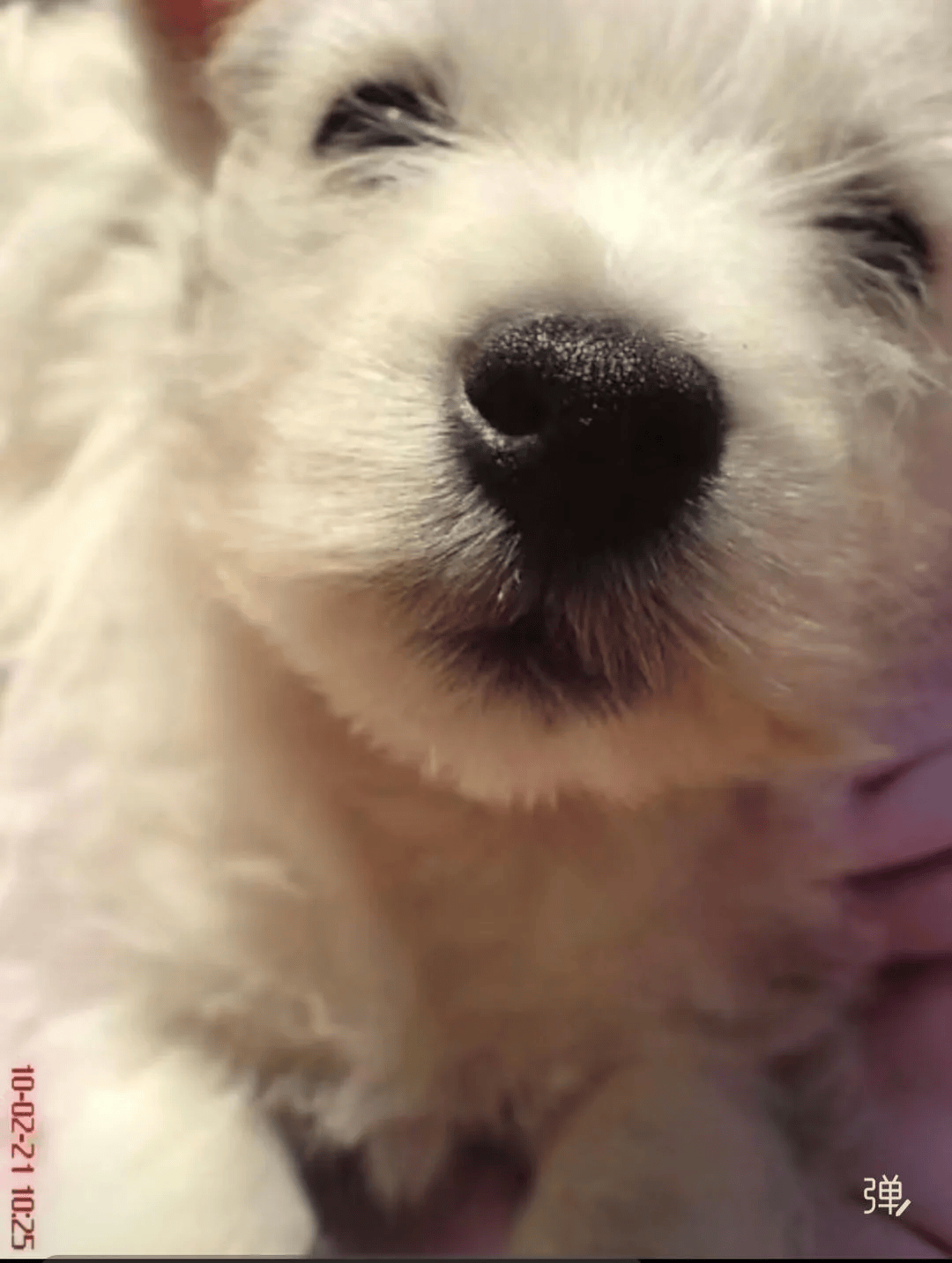 在小区投毒致9条狗死亡<strong></p>
<p>数字货币期权</strong>，男子获刑4年！