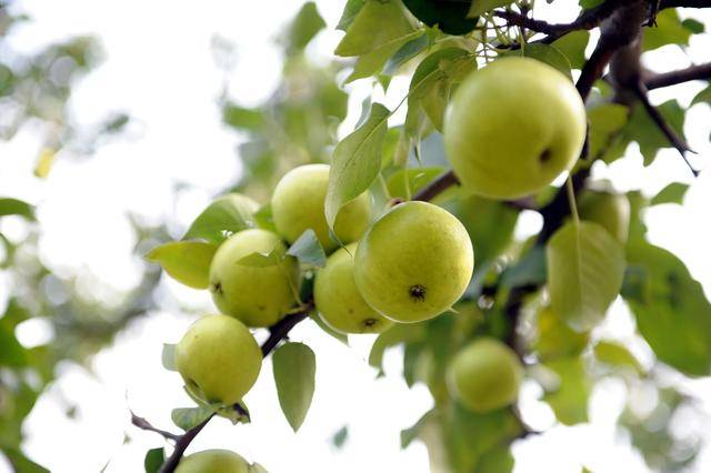 线上九成是“李鬼”!400岁京白梨再维权<strong></p>
<p>数字货币矿机</strong>,溯源码上线打假