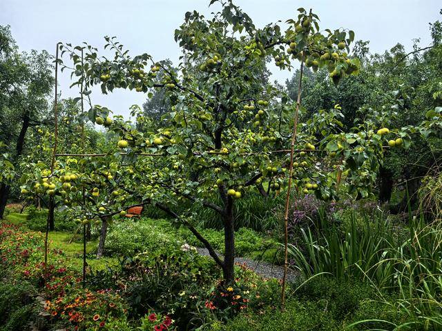 线上九成是“李鬼”!400岁京白梨再维权<strong></p>
<p>数字货币矿机</strong>,溯源码上线打假