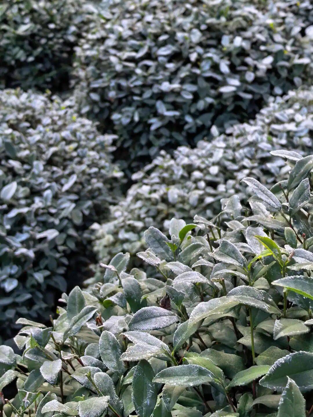 今起<strong></p>
<p>币安数字货币</strong>，持续一周！直冲20℃！杭州人做好准备，还有个大反转……