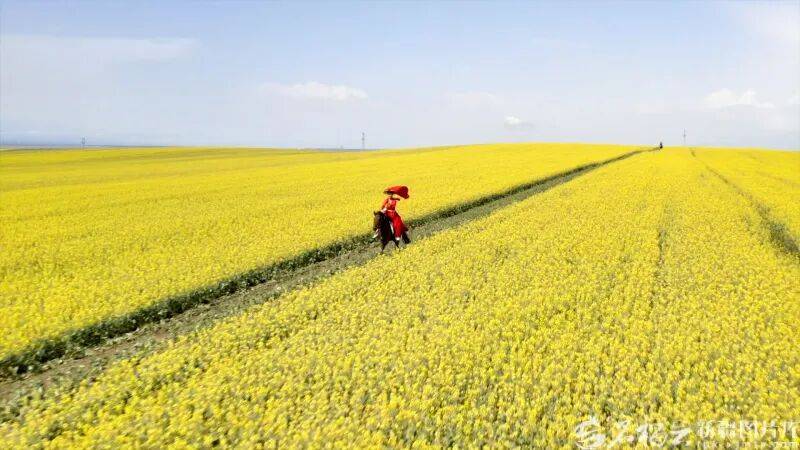 贺娇龙已安葬于昭苏公墓<strong></p>
<p>BAC数字货币</strong>，其父亲亦葬于此地